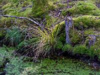 Moos und großes Grasbüschel an Moorkanal mit Wasserlinsen